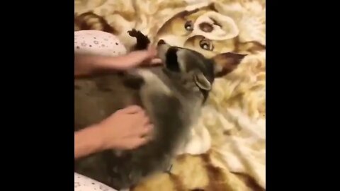 Happy Racoon