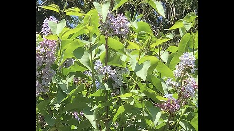 Bee pollination lilac bush Asmr