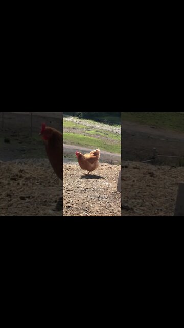 Sweet little chicken