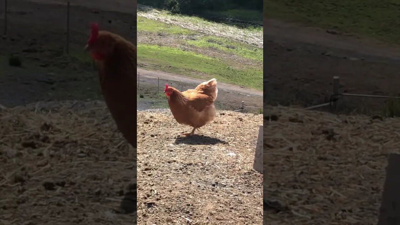 Sweet little chicken