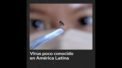 Mosquitos en Latinoamérica portan un virus poco conocido sin cura