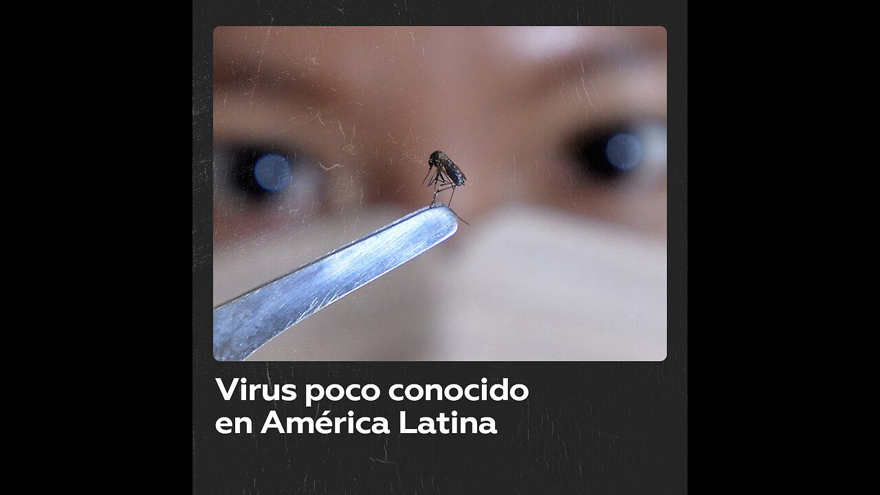 Mosquitos en Latinoamérica portan un virus poco conocido sin cura