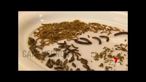 Are you ready to eat bugs? You will eat only insects and you will be happy.