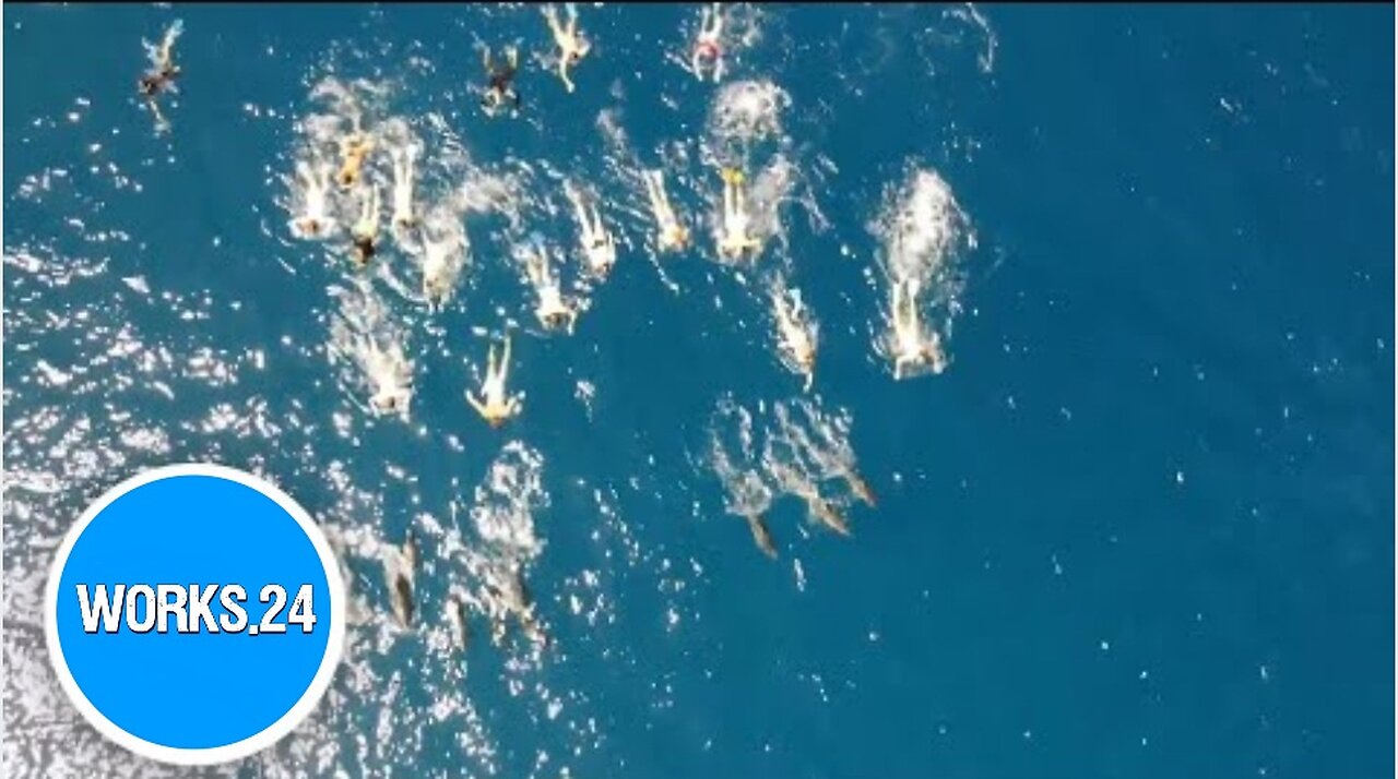 Dozens of swimmers accused of harassing dolphins in Hawaii | Works24