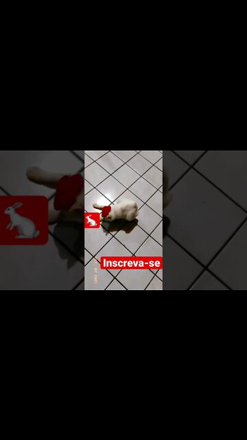 Gatoelho coelho ? Gato? #shorts