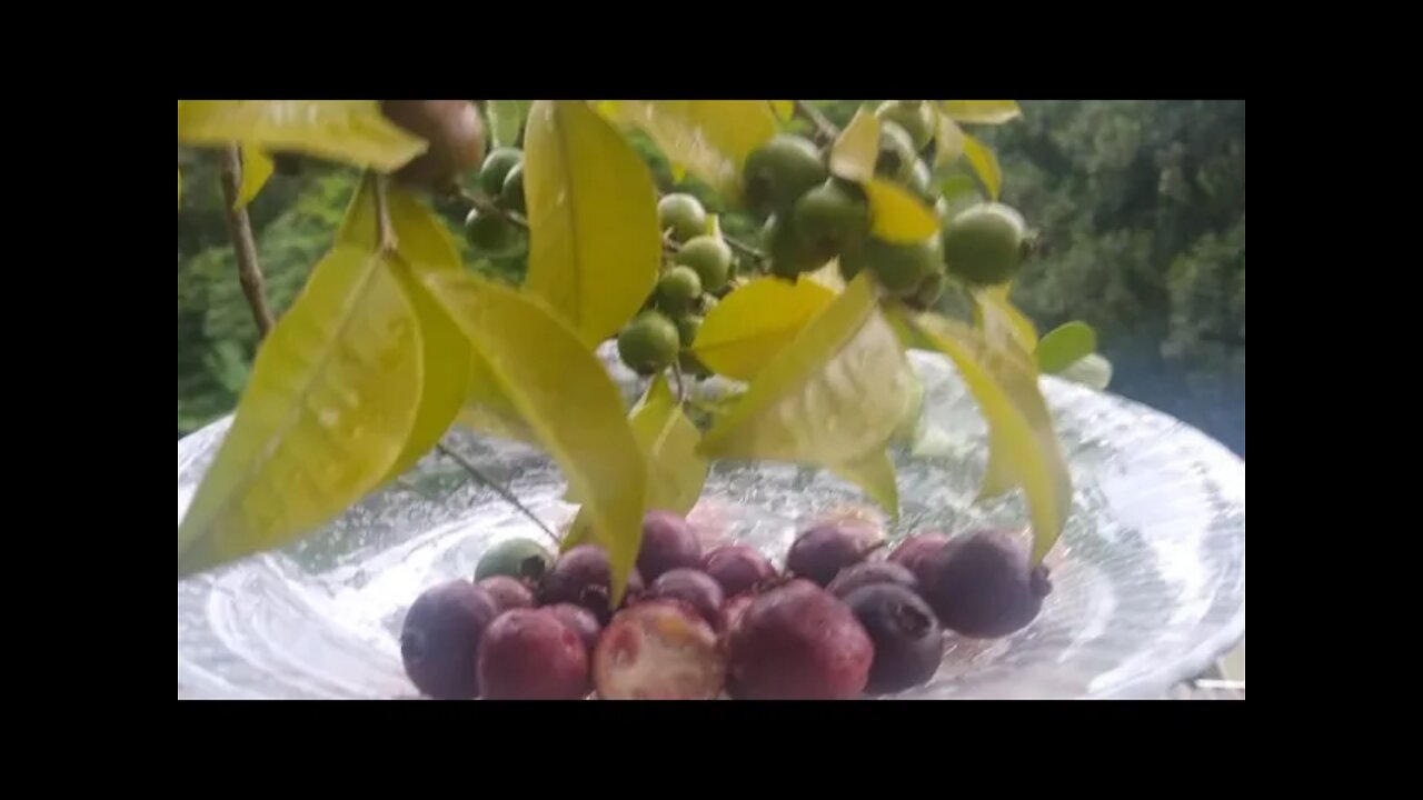 essa fruta ajuda a emagrecer aumenta a imunidade e rica em vitamina c...