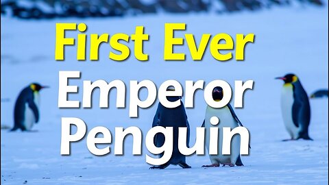 First Ever Emperor Penguin Found on Australian Beach! How Did It Get There?