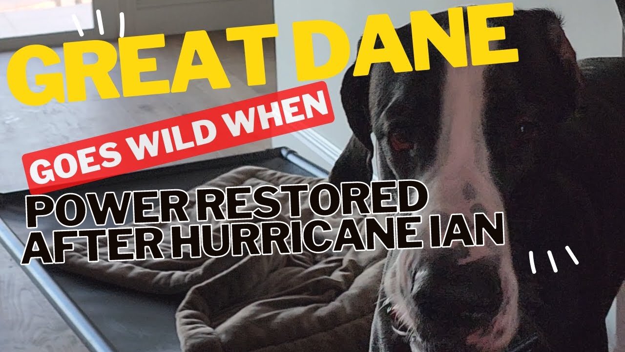 Great Dane Unleashed After Hurricane Ian