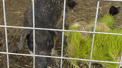 Mangalista Lard Pig