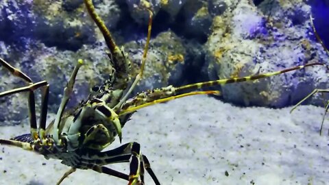 Spiny Lobster In Underwater5