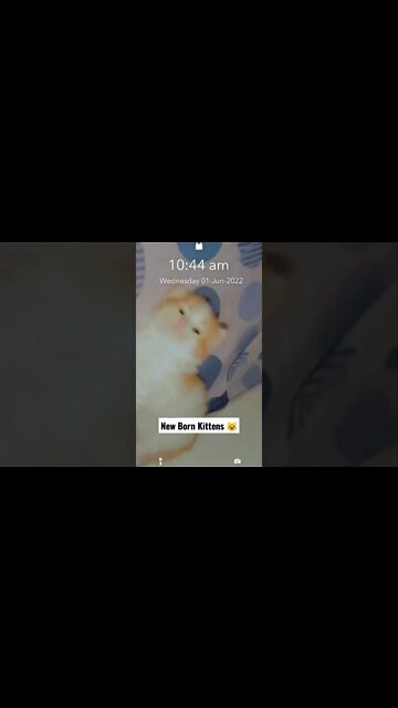Persian Cats Zone | New Born Kittens #kittens #cats #cutecat #persiancats #youtubeshorts #kittycat