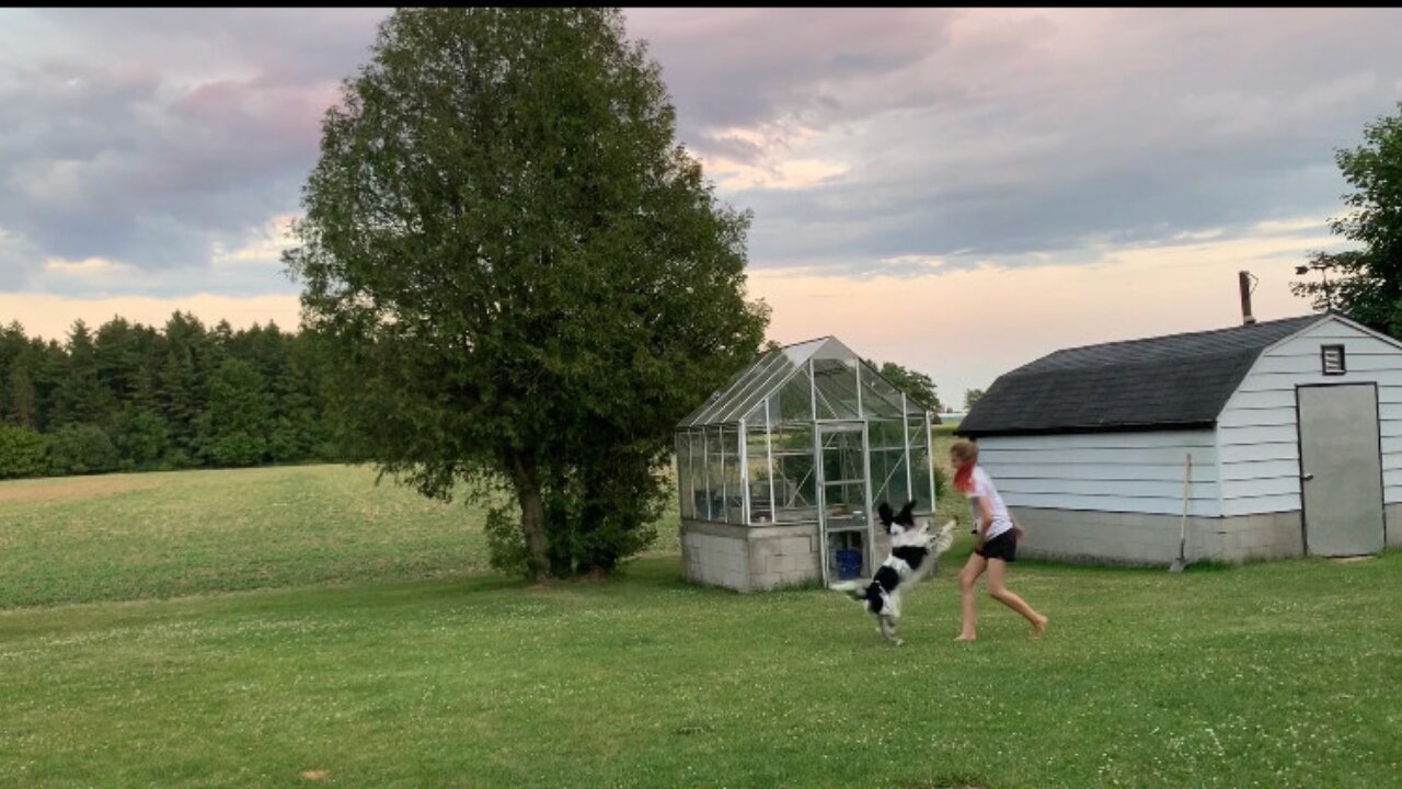Playful dog get her energy out by chasing after owner