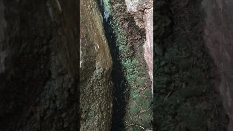Trickle down waterfall #shorts #youtubeshorts