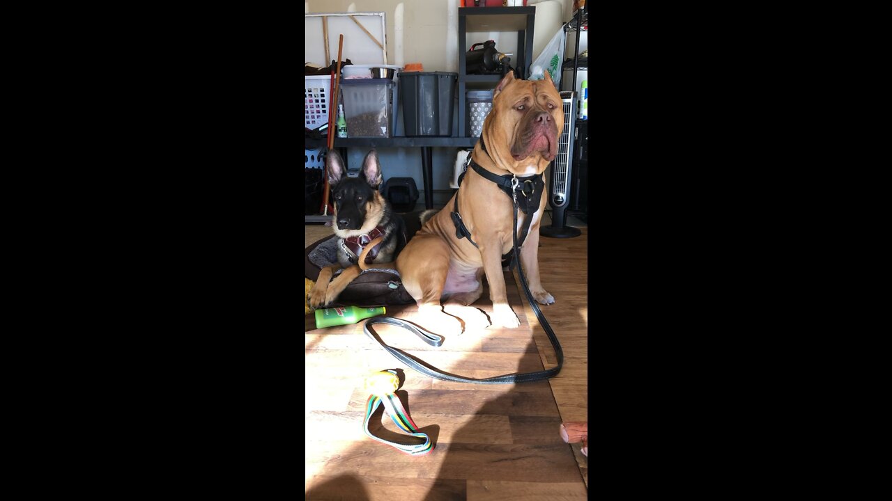 MASSIVE Pit Bull & German Shepherd are besties!! 🦁😍🥰