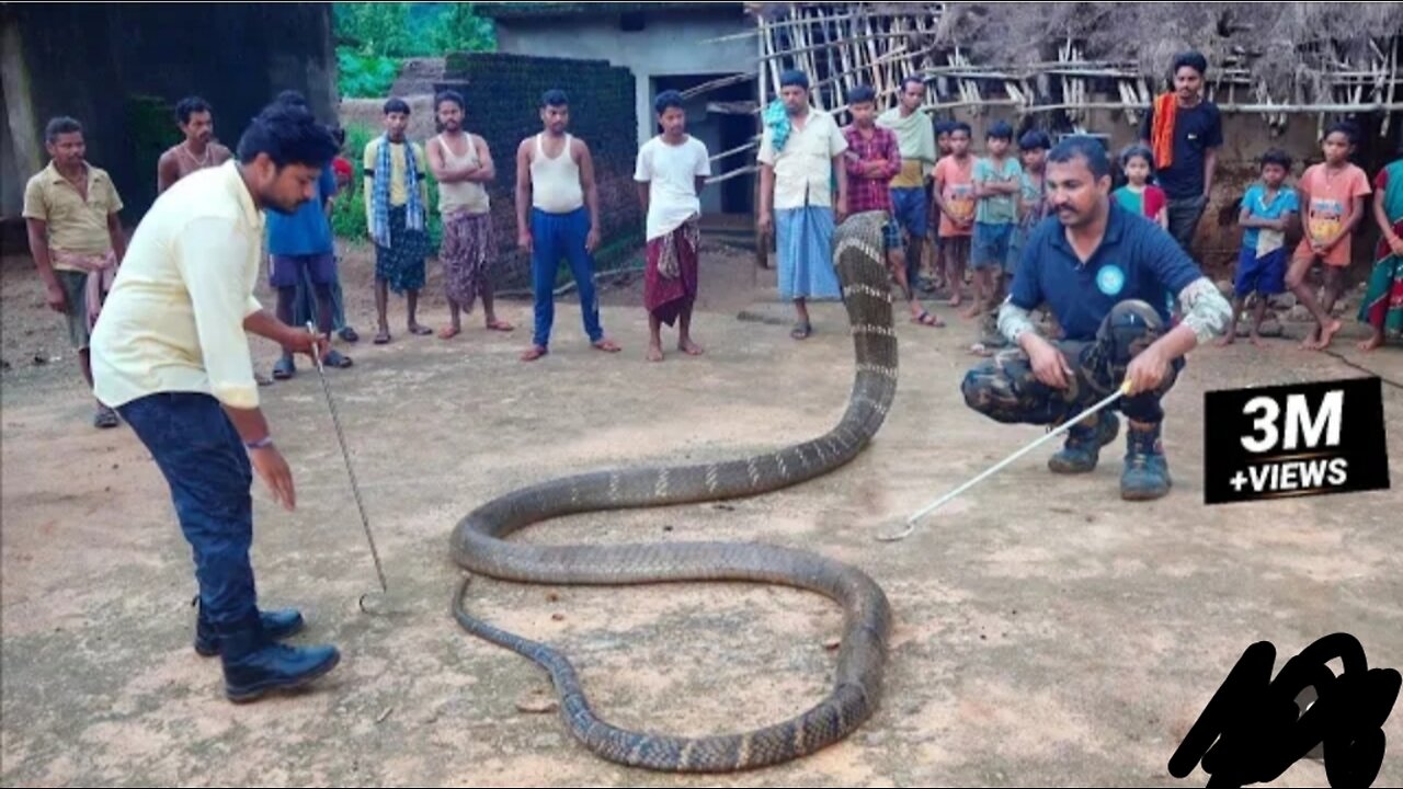 When the world's longest snake was found inside the hut