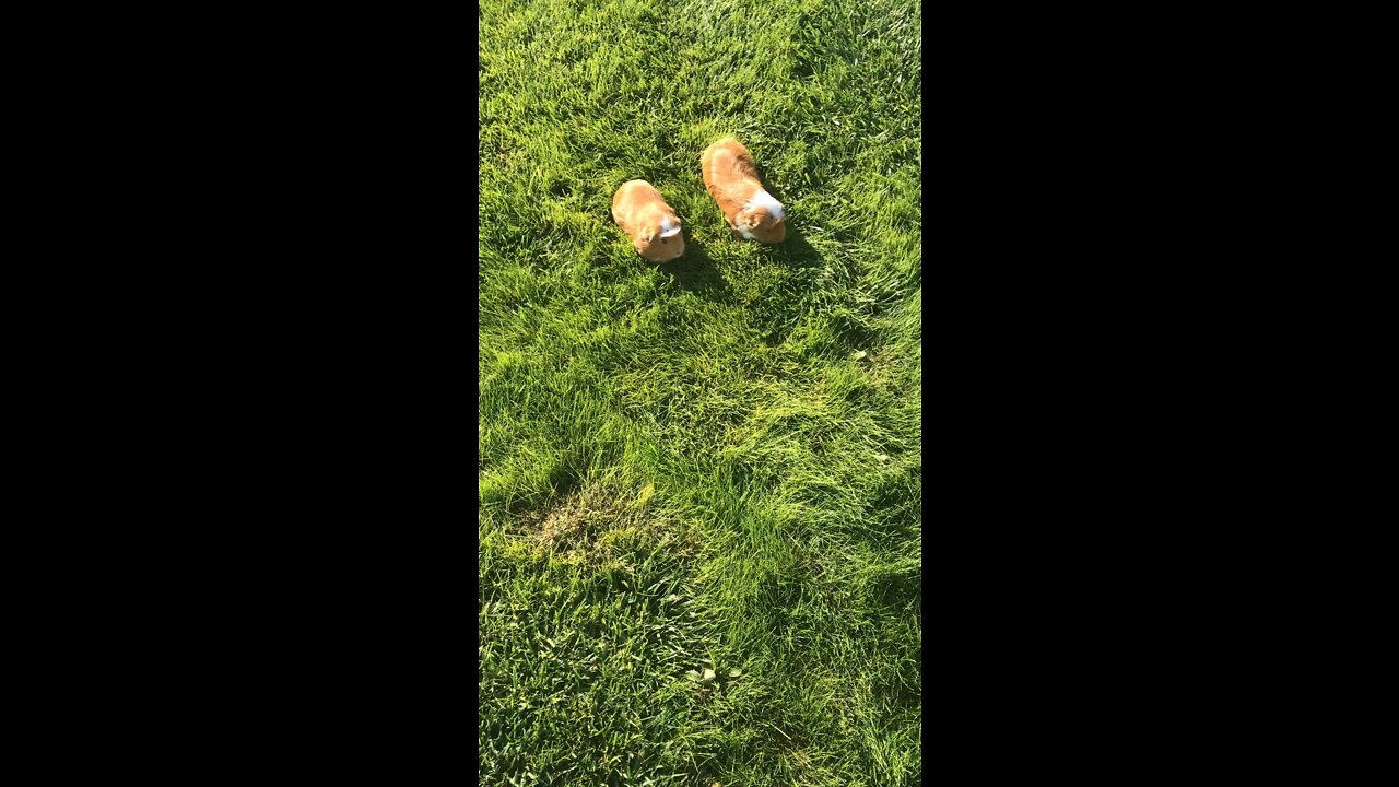 How long does it take for guinea pigs to mow my lawn￼