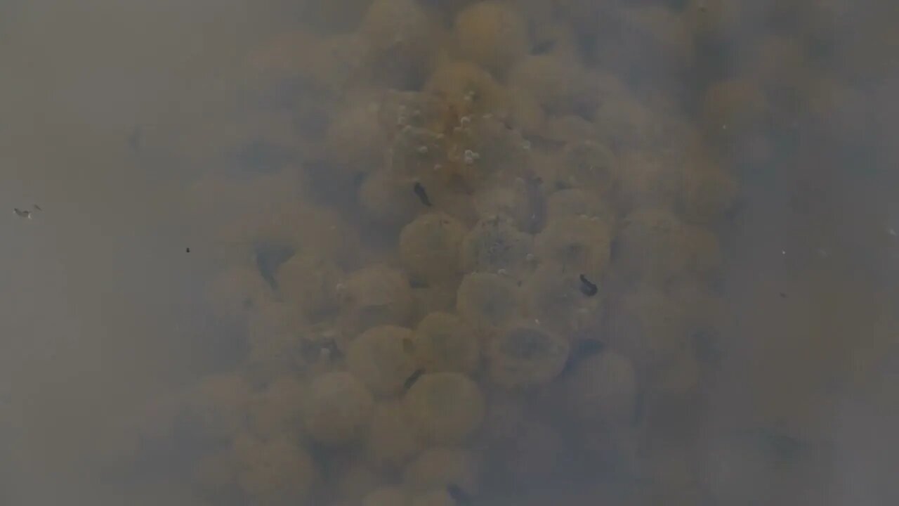 Frog eggs and tadpoles in muddy water in puddle