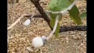 Remembering Ancient Human Awesomeness -BONUS- The Burning Bush Exists!