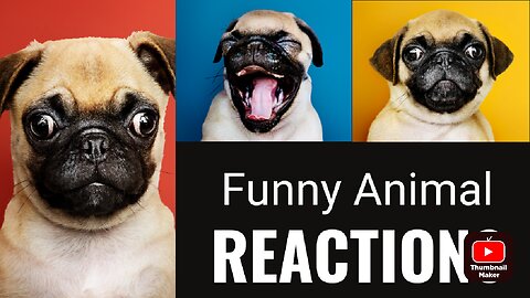 New Funniest reaction of animal