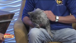 Pet Patrol | Morning Blend