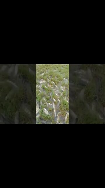 O no what happened |#short