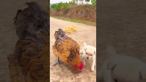 Raining，puppy with Duckling to finding Mother Chicken protect #dog #chicks