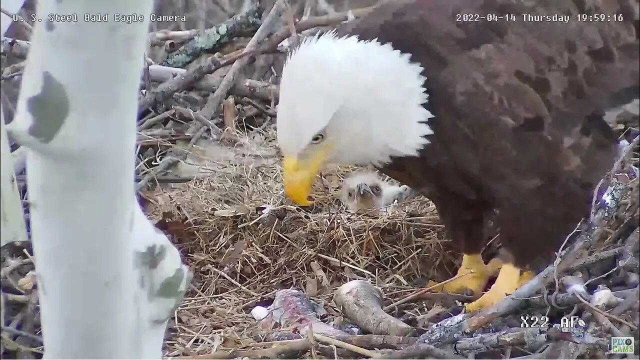 USS Eagles - 04/14 Food pass feeding