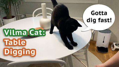 Vilma Cat Table Digging