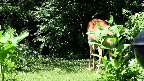Young Buck in Backyard