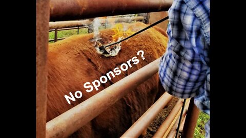 Why No Sponsors | Sponsored Trainers | Horse Trainer (In the Chute - Round 83)