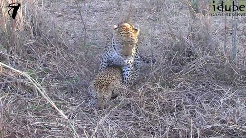 WILDlife: Close Up Leopards Pairing HD