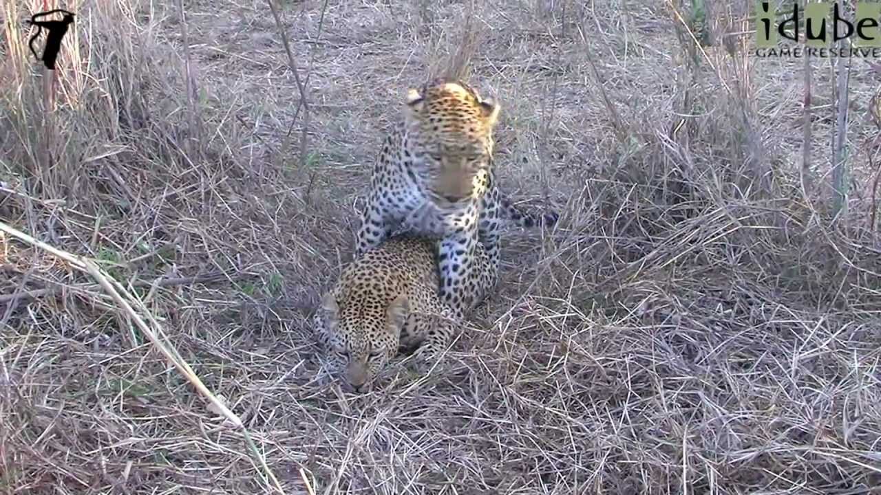 WILDlife: Close Up Leopards Pairing HD