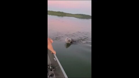 Boaters in Wisconsin save a Bear