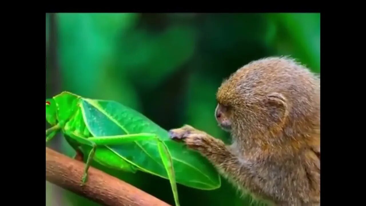 Pygmy marmoset meets a grasshopper