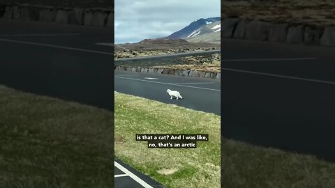 Iceland#arctic fox