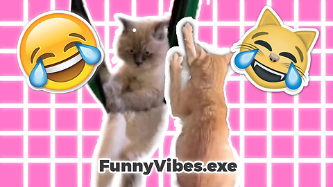 Viral Cats Funny Fail Absurd Moment clips#2