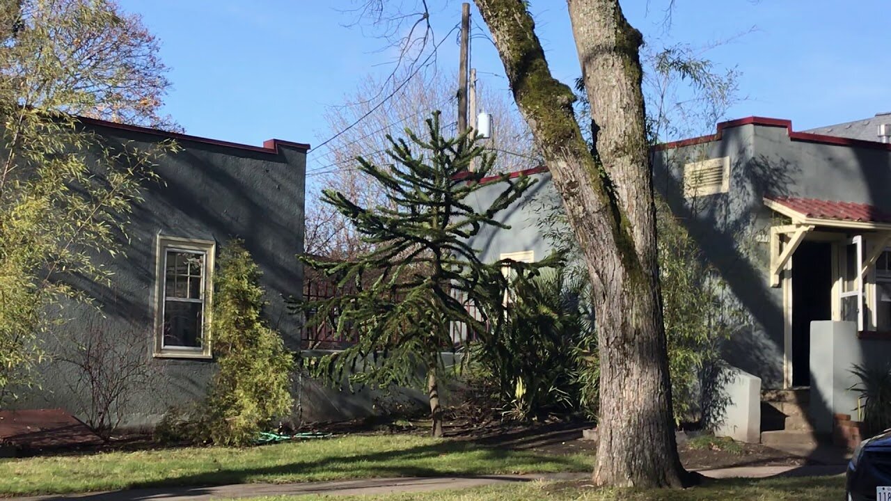 Adolescent monkey puzzle tree