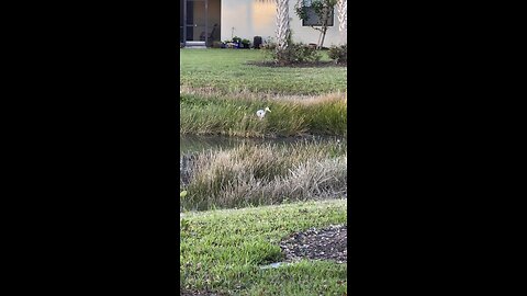 Great Blue Heron Sunrise #GreatBlueHeron #Sunrise #GBH #FYP #SWFL #4K #DolbyVisionHDR