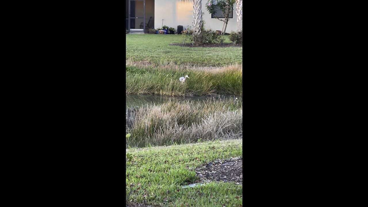 Great Blue Heron Sunrise #GreatBlueHeron #Sunrise #GBH #FYP #SWFL #4K #DolbyVisionHDR