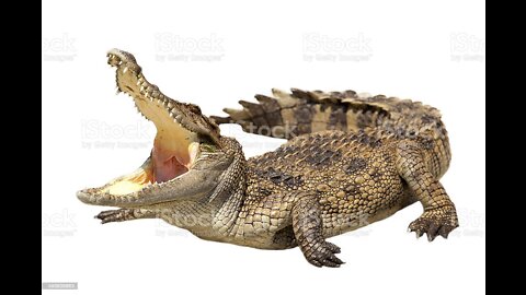Crocodile video wildlife video