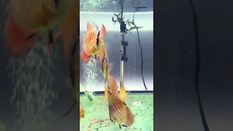 #discus #red #malboro #redrose #fish #beautiful #fishEZ #fishfarm #discusfarm #discustank #aquaMalik