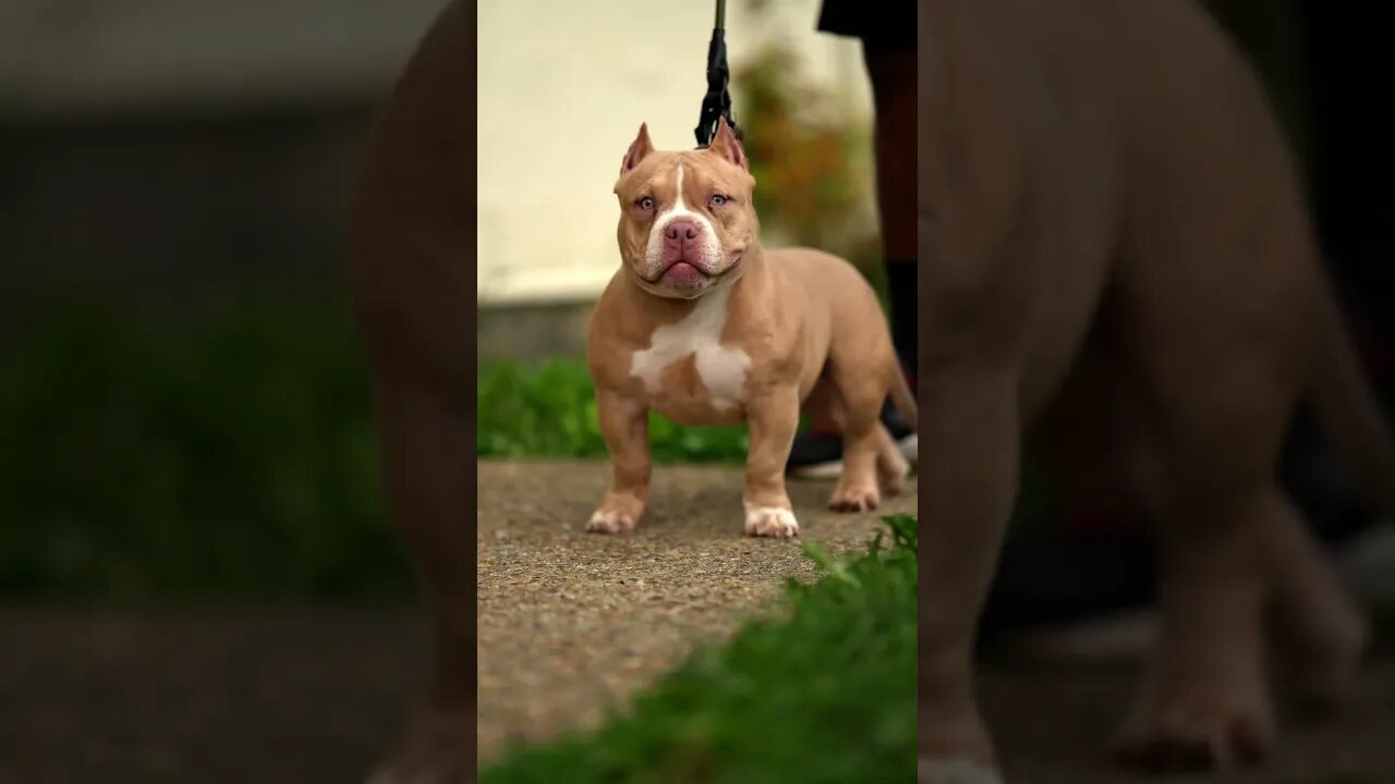 😍 You will LOVE this pocket bully 🤩 #shorts #bullysfromuk