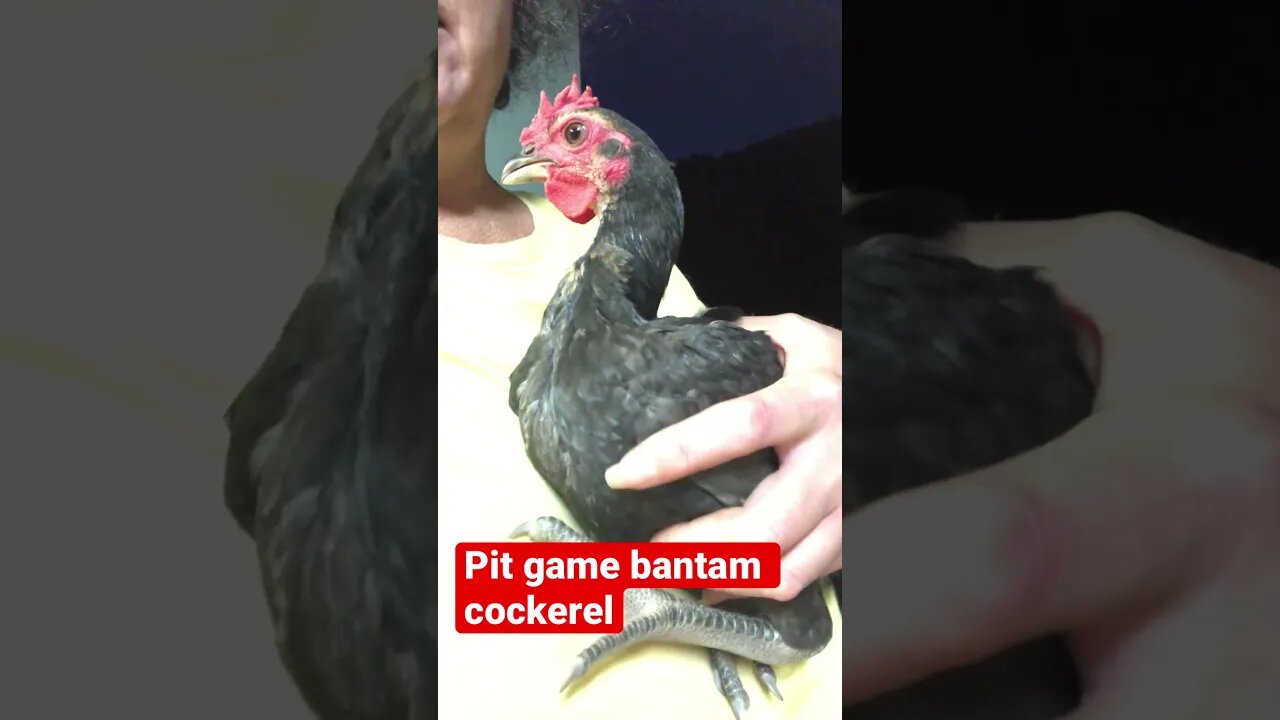 Australian pit game bantam cockerel