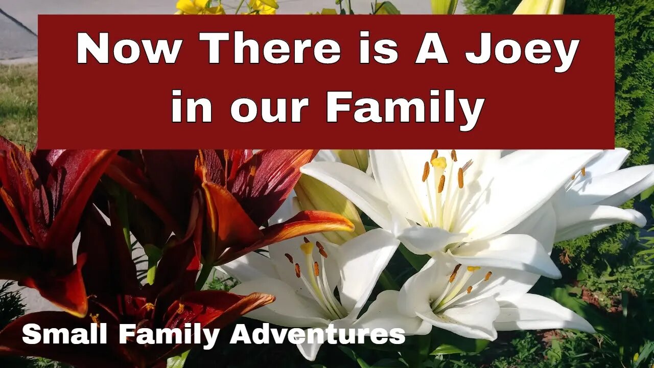 Our Family Now Has A Joey | Small Family Adventures