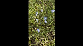 Baby Blue Eyes (Flowers) in the Wind