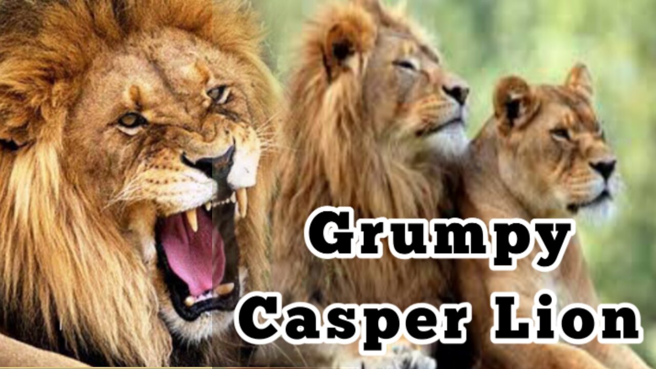 BANNONS GRUMPY CASPER LION VIDEO SOUTH AFRICA