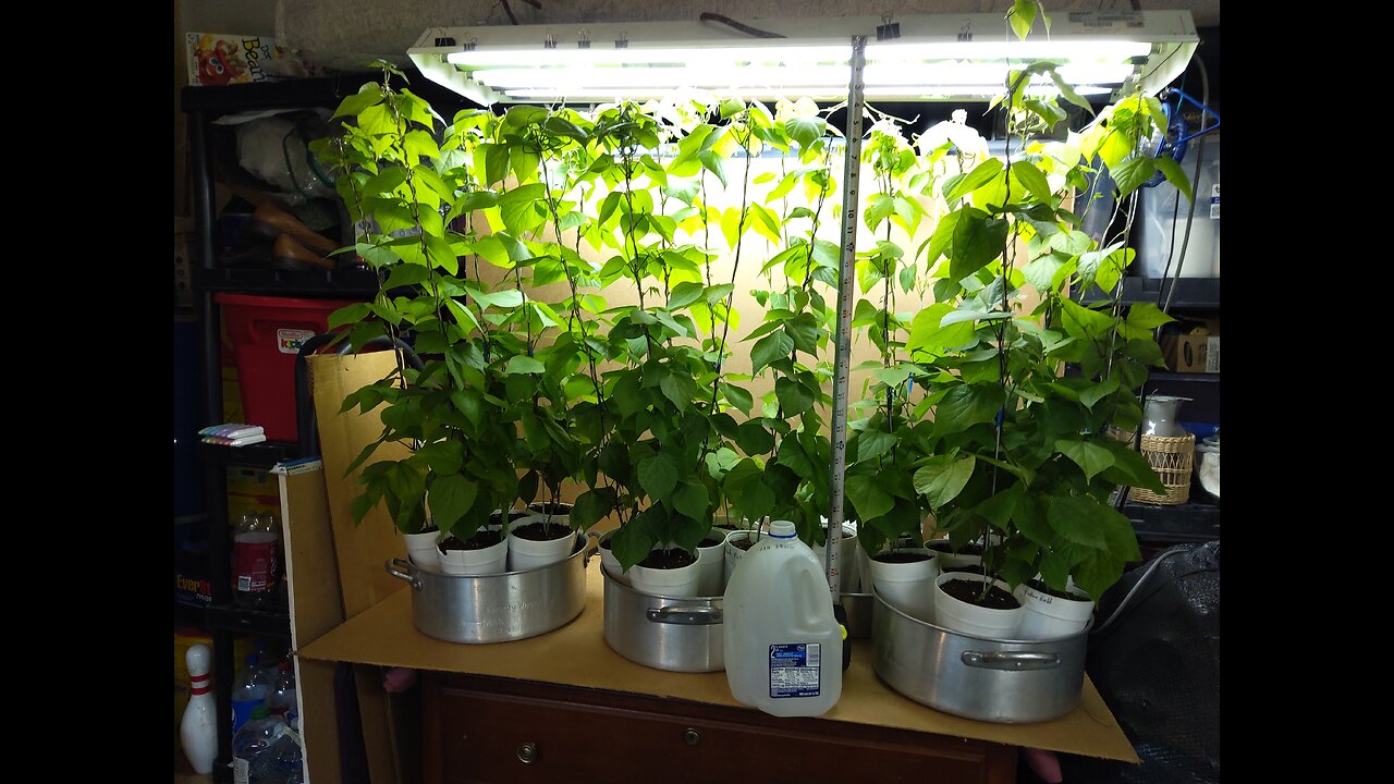 Asian bean update 4/5/23