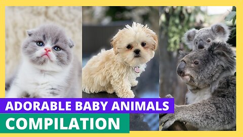 Adorable Baby Animals: The Cutest Compilation You'll Ever See