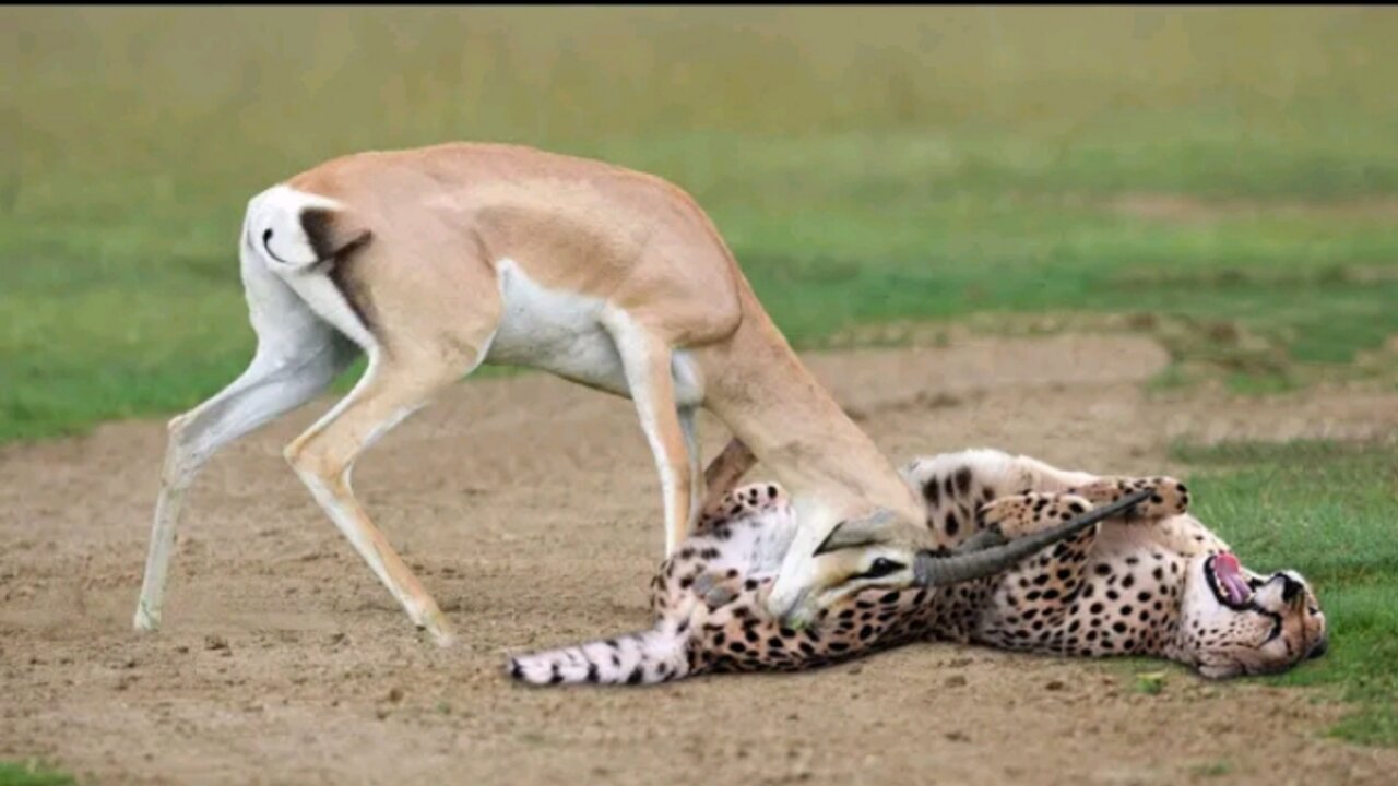 WORLD’S FASTEST ANIMALS FAIL! Grant’s Gazzele Take Down Cheetah With Horns, Lion Hunt Imapala Fail