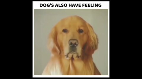 Dog have feeling too